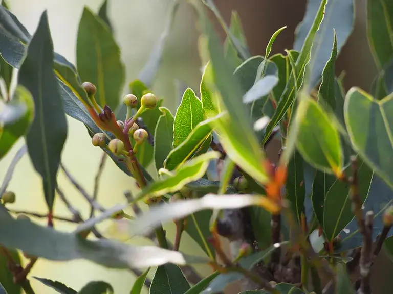 植栽月桂樹