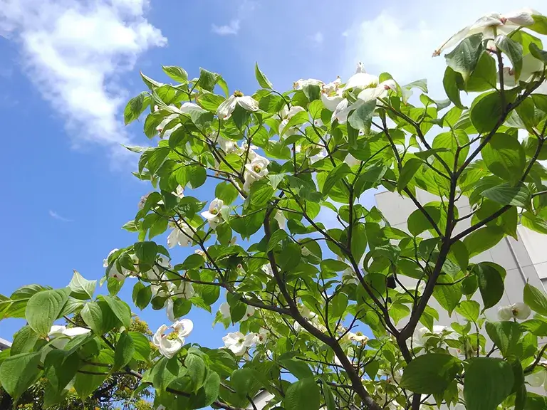 植栽ハナミズキ