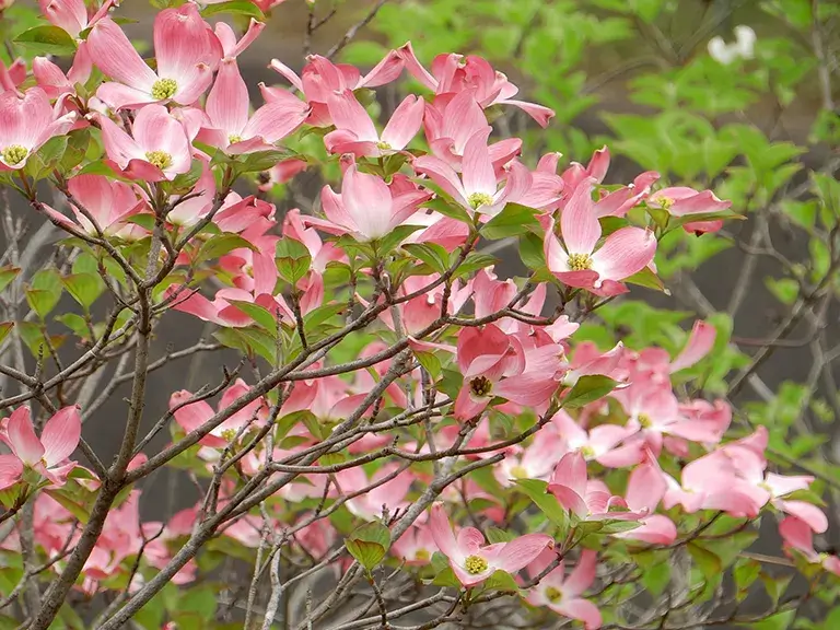 植栽ハナミズキ