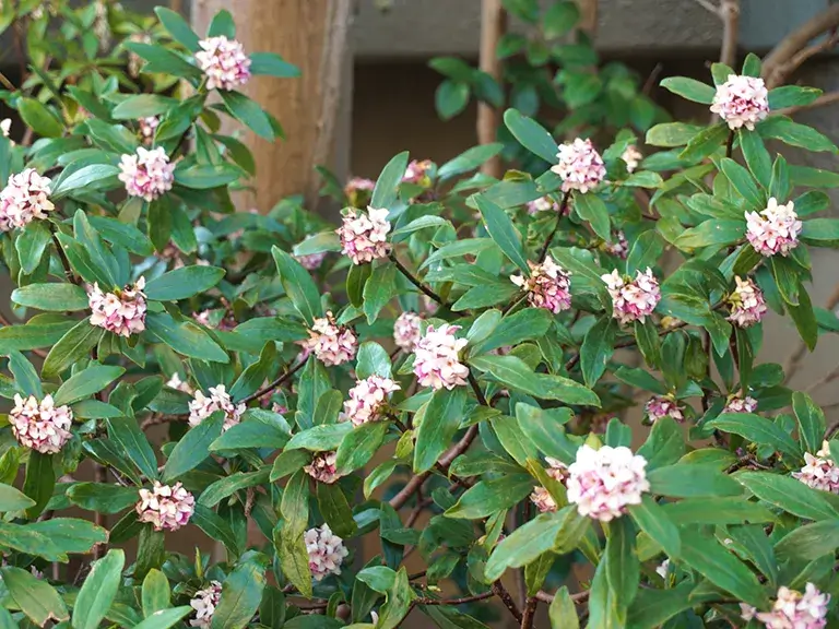 植栽ジンチョウゲ