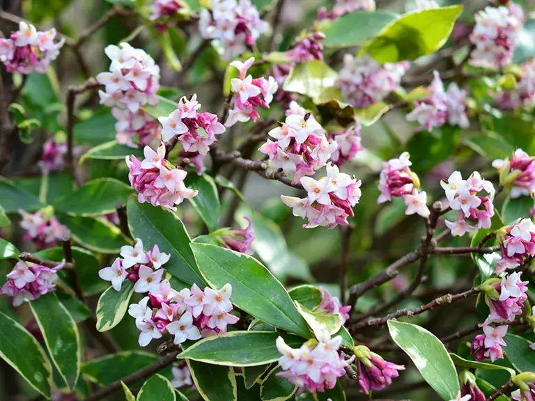 植栽ジンチョウゲ