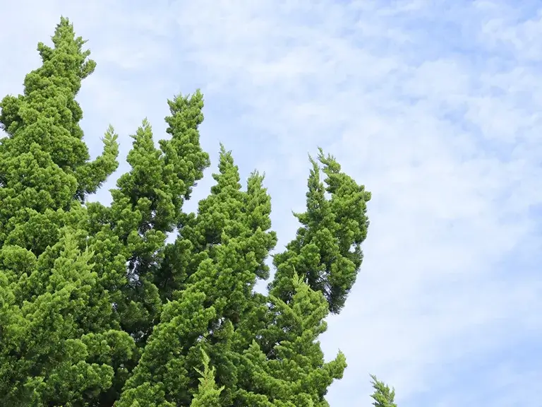 植栽カイヅカイブキ