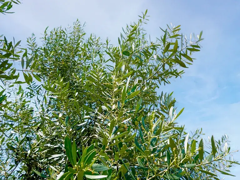 植栽オリーブ