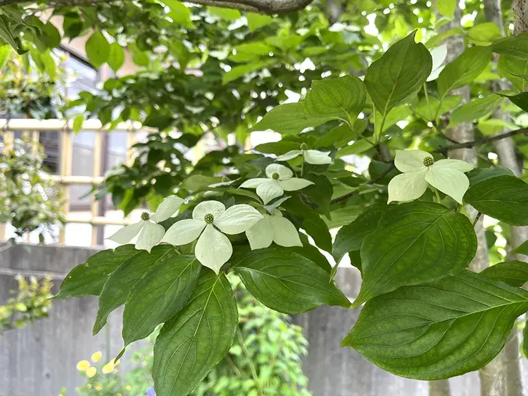 植栽ヤマボウシ