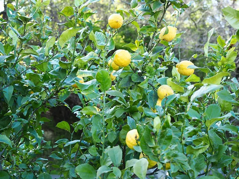 植木レモンの木施工例