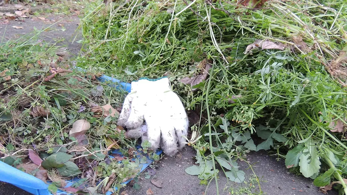 除草剤散布後の枯れた雑草